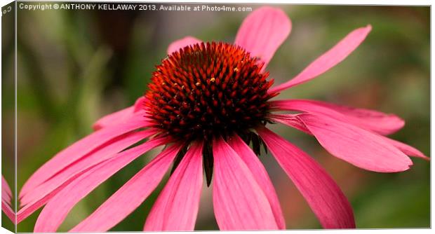 RUBY STAR CORNFLOWER Canvas Print by Anthony Kellaway