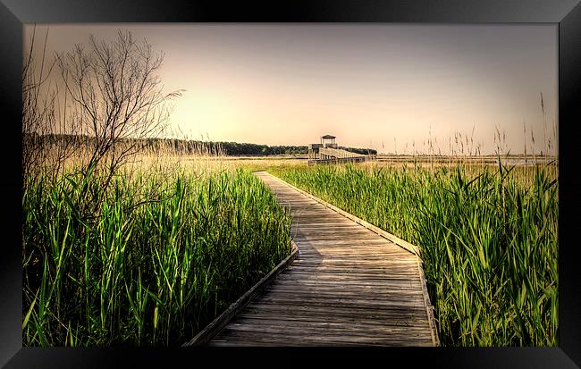 a walk into the sound Framed Print by Lou Divers