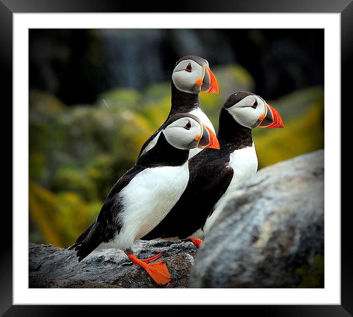 A Trio of Puffins Framed Mounted Print by Laura McGlinn Photog