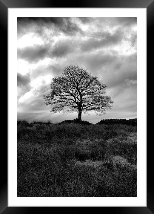Lone Tree Hobson moor Framed Mounted Print by Neil Ravenscroft