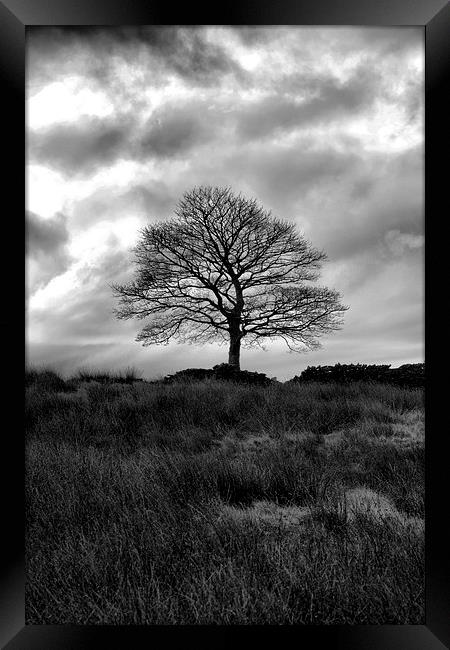 Lone Tree Hobson moor Framed Print by Neil Ravenscroft