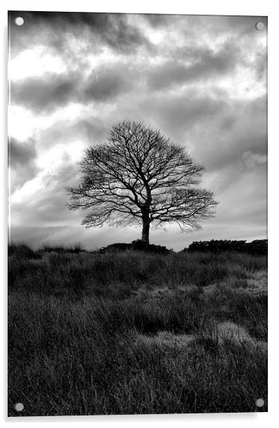 Lone Tree Hobson moor Acrylic by Neil Ravenscroft