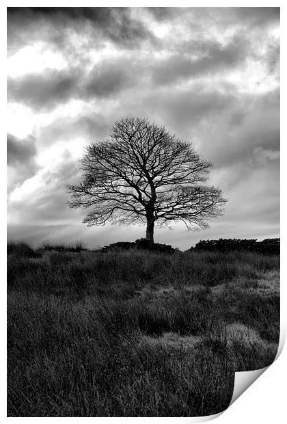 Lone Tree Hobson moor Print by Neil Ravenscroft