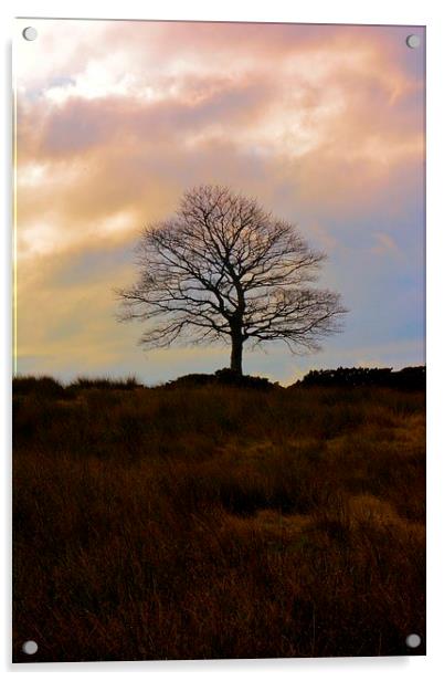 Lone Tree Hobson moor Acrylic by Neil Ravenscroft