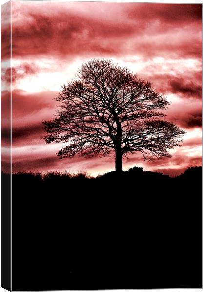 Lone Tree Silhouette Red Canvas Print by Neil Ravenscroft