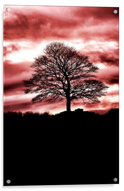 Lone Tree Silhouette Red Acrylic by Neil Ravenscroft