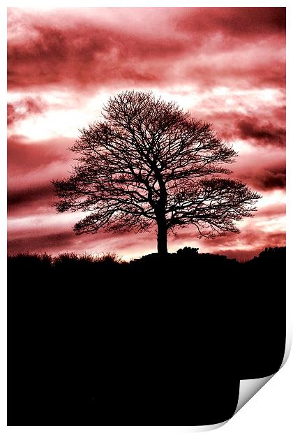 Lone Tree Silhouette Red Print by Neil Ravenscroft