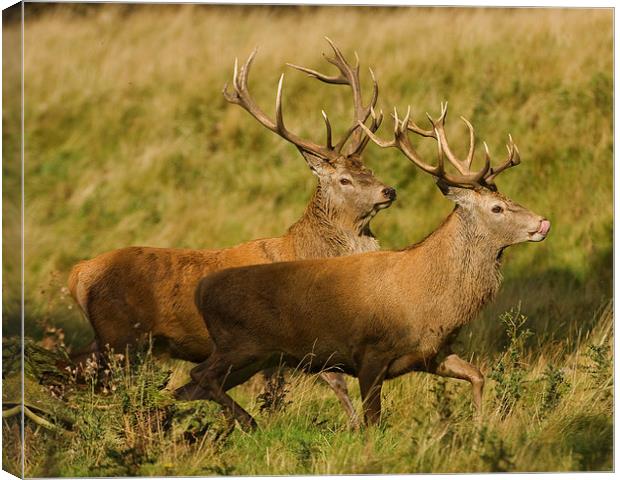 Red Deer chase. Canvas Print by Paul Scoullar