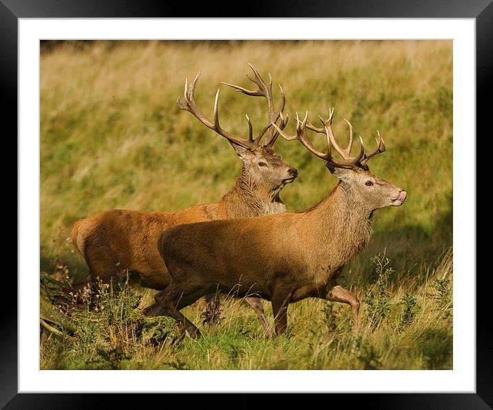 Red Deer chase. Framed Mounted Print by Paul Scoullar