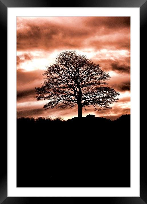Lone Tree Silhouette Orange Framed Mounted Print by Neil Ravenscroft