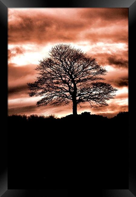 Lone Tree Silhouette Orange Framed Print by Neil Ravenscroft