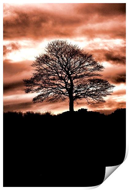 Lone Tree Silhouette Orange Print by Neil Ravenscroft