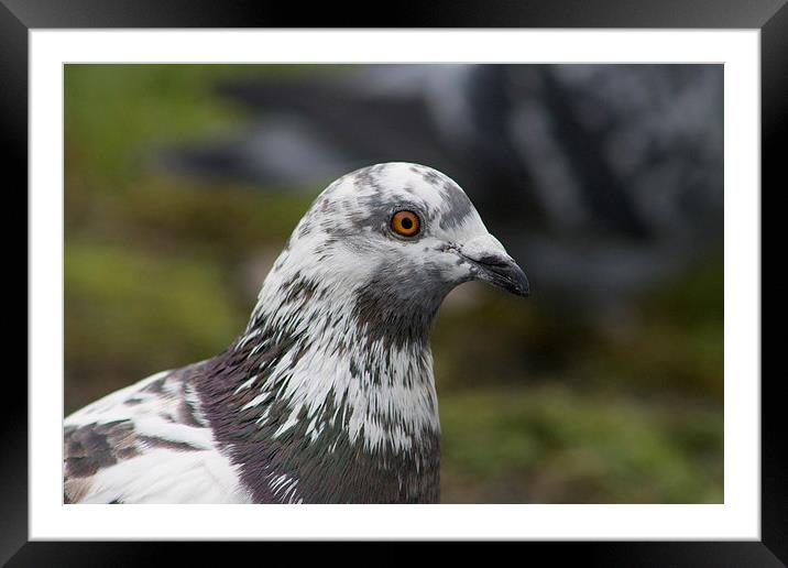 Spotted Pigeon in Manchester, December 2013 Framed Mounted Print by Juha Remes