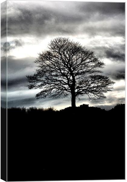 Lone Tree Silhouette Canvas Print by Neil Ravenscroft