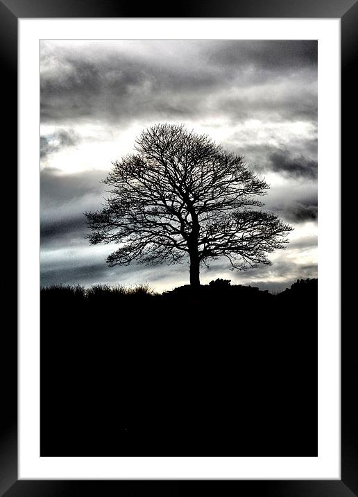 Lone Tree Silhouette Framed Mounted Print by Neil Ravenscroft