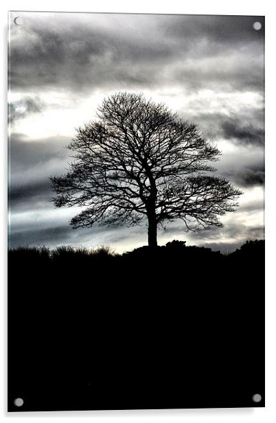 Lone Tree Silhouette Acrylic by Neil Ravenscroft