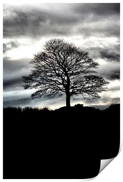 Lone Tree Silhouette Print by Neil Ravenscroft