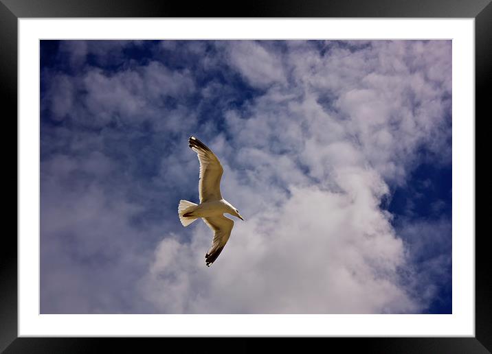 Heavenly Seagull Framed Mounted Print by anna collins