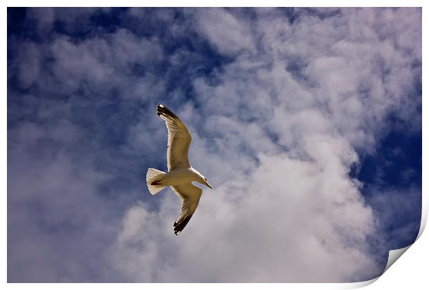 Heavenly Seagull Print by anna collins