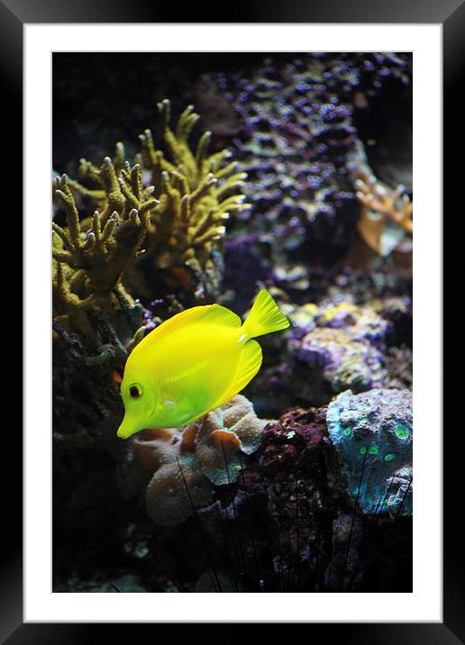 Yellow Marine Fish amongst coral Framed Mounted Print by anna collins