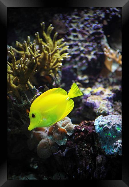 Yellow Marine Fish amongst coral Framed Print by anna collins