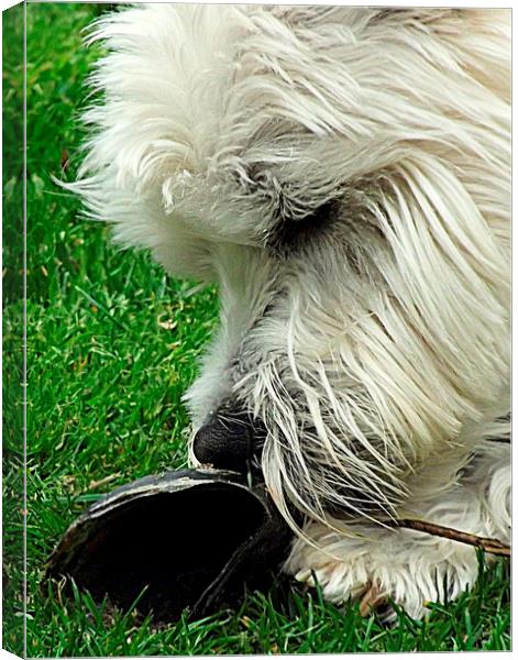 Westie and the hoof ! Canvas Print by Bill Lighterness