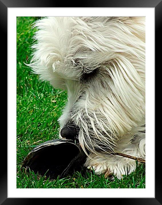 Westie and the hoof ! Framed Mounted Print by Bill Lighterness