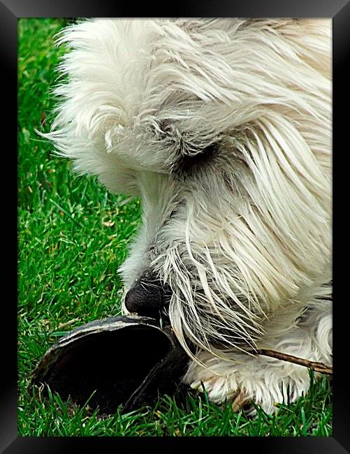 Westie and the hoof ! Framed Print by Bill Lighterness