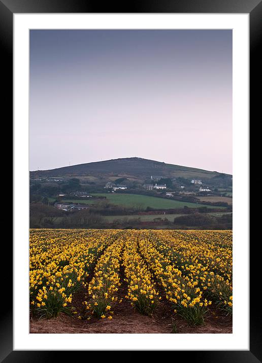 Cornish Daffodils Framed Mounted Print by Graham Custance