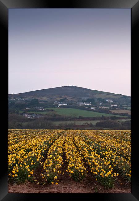 Cornish Daffodils Framed Print by Graham Custance