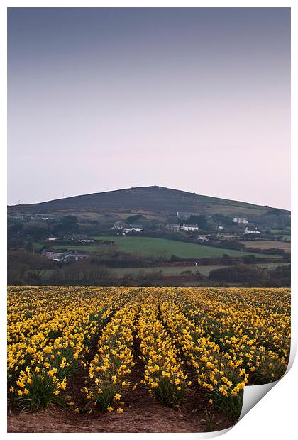 Cornish Daffodils Print by Graham Custance