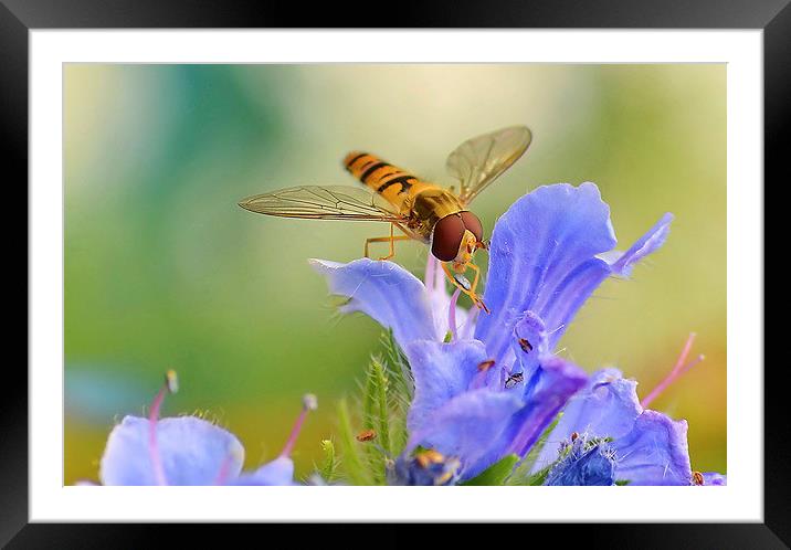 Hoverfly Feeding Framed Mounted Print by Mark  F Banks