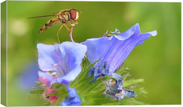 Hoverfly Feeding  2 Canvas Print by Mark  F Banks