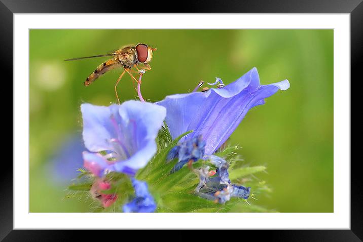 Hoverfly Feeding  2 Framed Mounted Print by Mark  F Banks