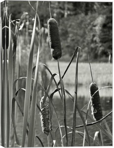 Cat tails on the pond Canvas Print by Jeffrey Evans
