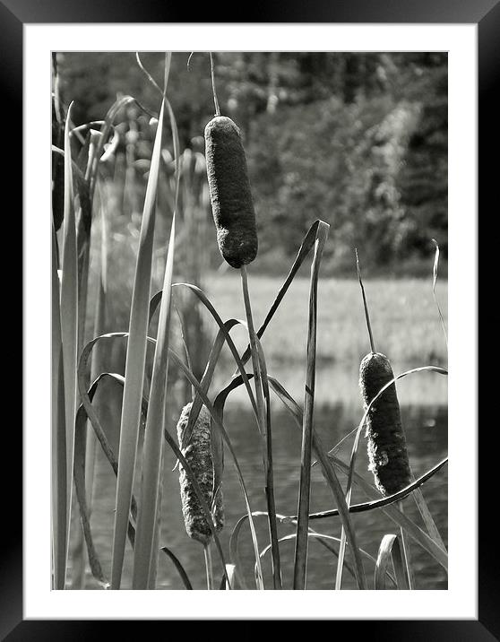 Cat tails on the pond Framed Mounted Print by Jeffrey Evans