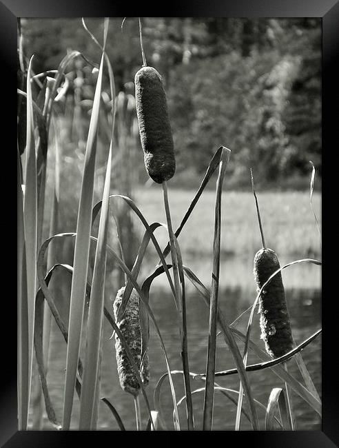 Cat tails on the pond Framed Print by Jeffrey Evans