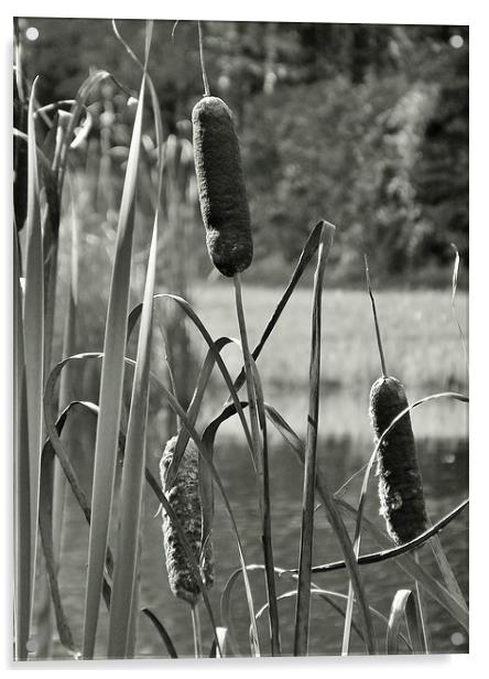 Cat tails on the pond Acrylic by Jeffrey Evans