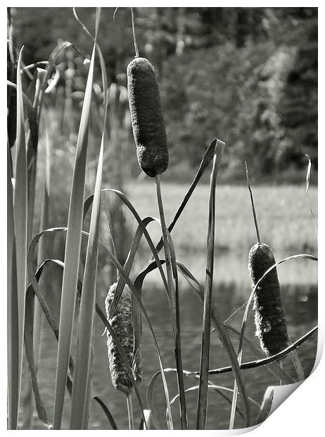Cat tails on the pond Print by Jeffrey Evans