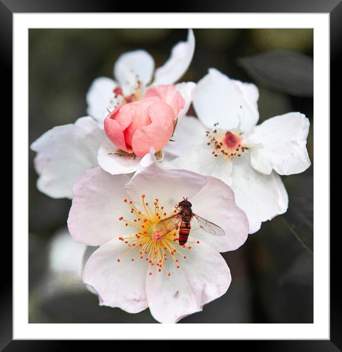Hover fly on blossom Framed Mounted Print by anna collins