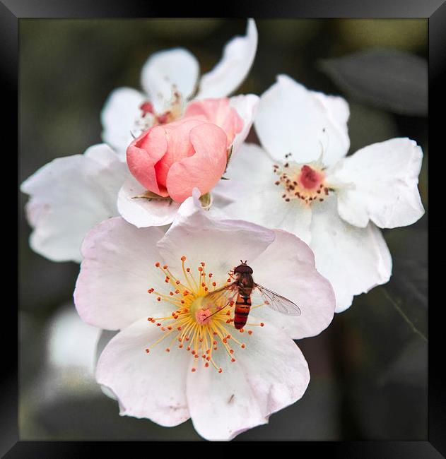 Hover fly on blossom Framed Print by anna collins