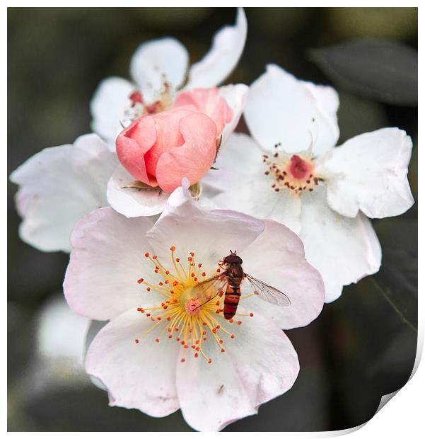 Hover fly on blossom Print by anna collins