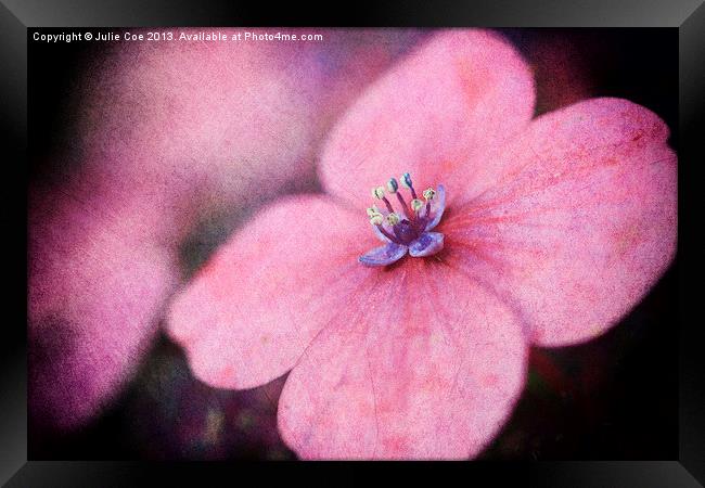 Pink Hydrangea Framed Print by Julie Coe