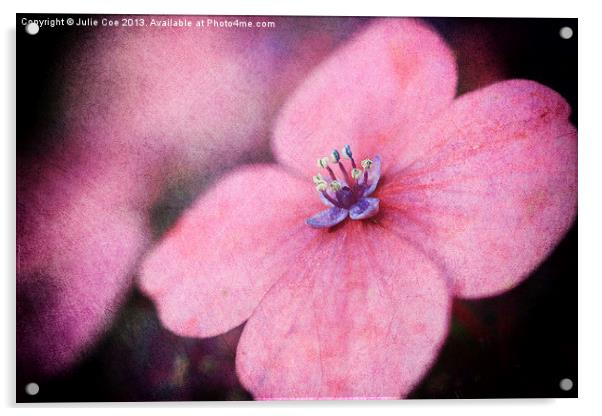 Pink Hydrangea Acrylic by Julie Coe
