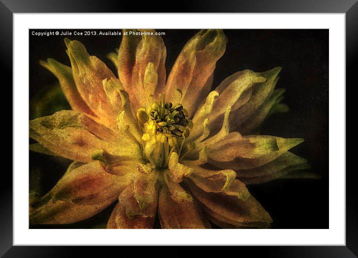 Aquilegia Flower Framed Mounted Print by Julie Coe