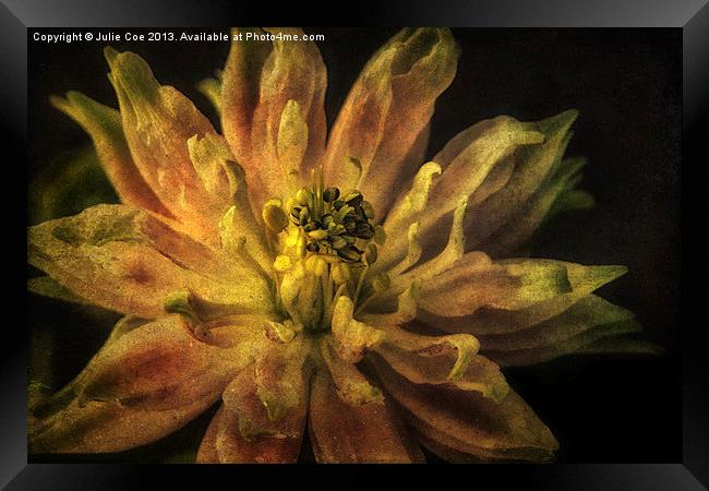 Aquilegia Flower Framed Print by Julie Coe