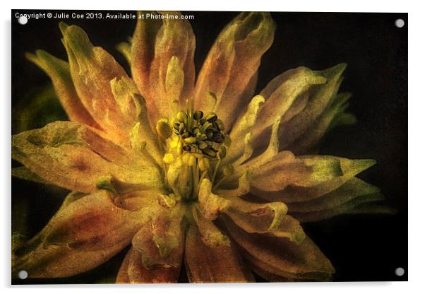 Aquilegia Flower Acrylic by Julie Coe