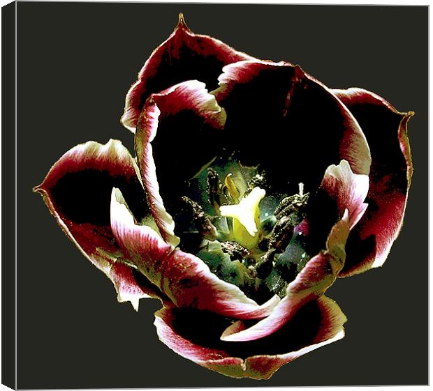 Bold and Colorful Tulip Canvas Print by james balzano, jr.