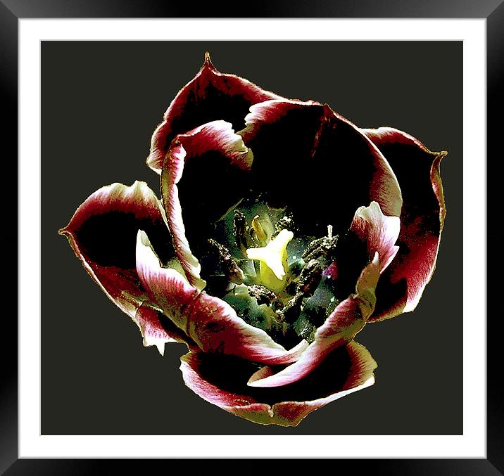 Bold and Colorful Tulip Framed Mounted Print by james balzano, jr.