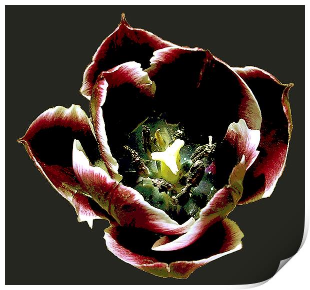 Bold and Colorful Tulip Print by james balzano, jr.